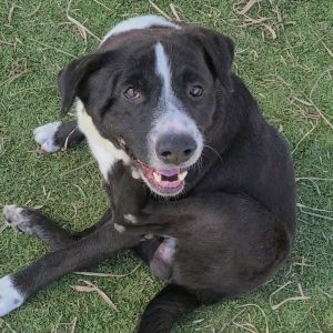 Guardian, Adult Male Black Labrador Retriever