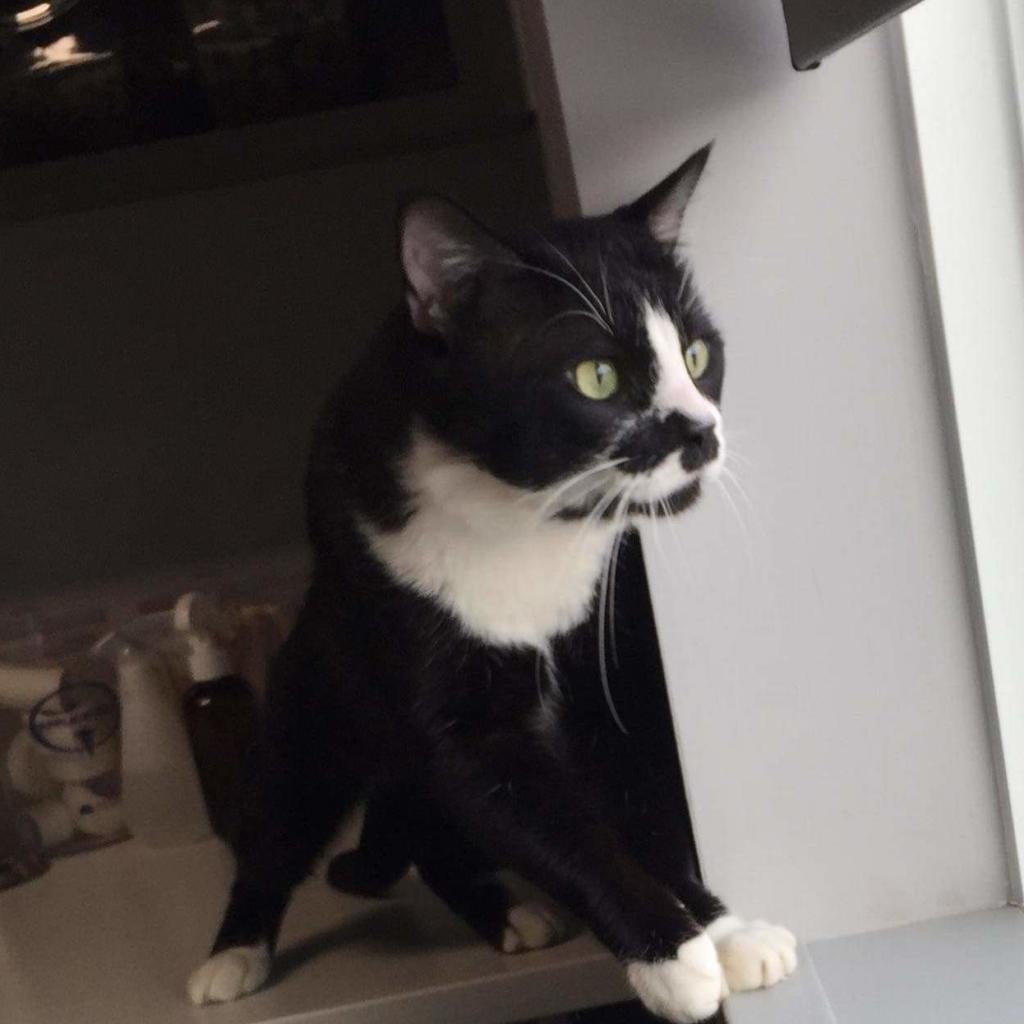 Gargamel, an adoptable Domestic Short Hair in Wichita, KS, 67278 | Photo Image 2
