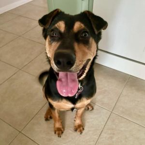 Hi friends My names Ziggy Im an energetic fun loving boy As Im only a puppy Im curious abou