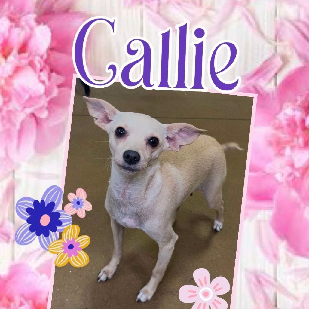 Callie (Dallas)