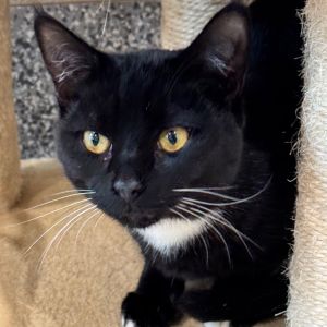 Frankfort, Adult Male Domestic Short Hair
