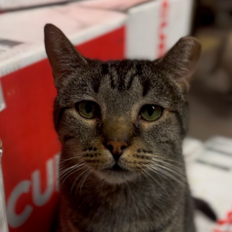 Griffin, an adoptable Domestic Short Hair in Midland, TX, 79701 | Photo Image 1