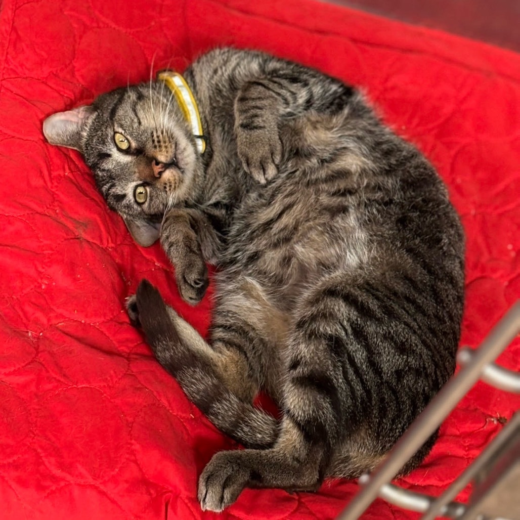 Griffin, an adoptable Domestic Short Hair in Midland, TX, 79701 | Photo Image 1