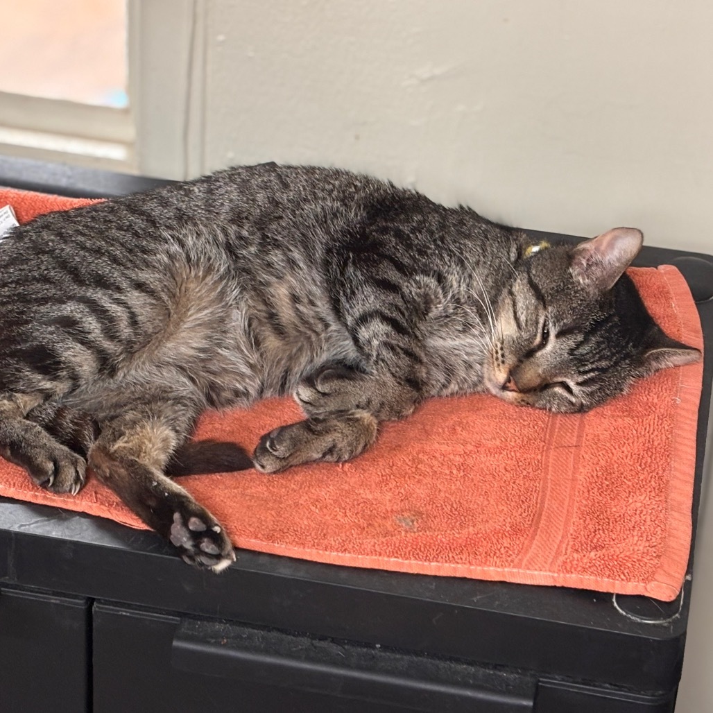 Griffin, an adoptable Domestic Short Hair in Midland, TX, 79701 | Photo Image 3