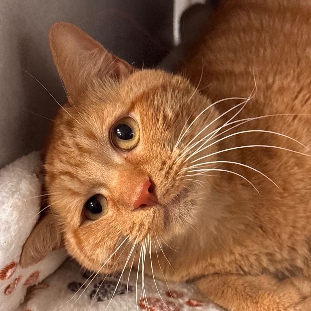 Torino, an adoptable Domestic Short Hair in Midland, TX, 79701 | Photo Image 1