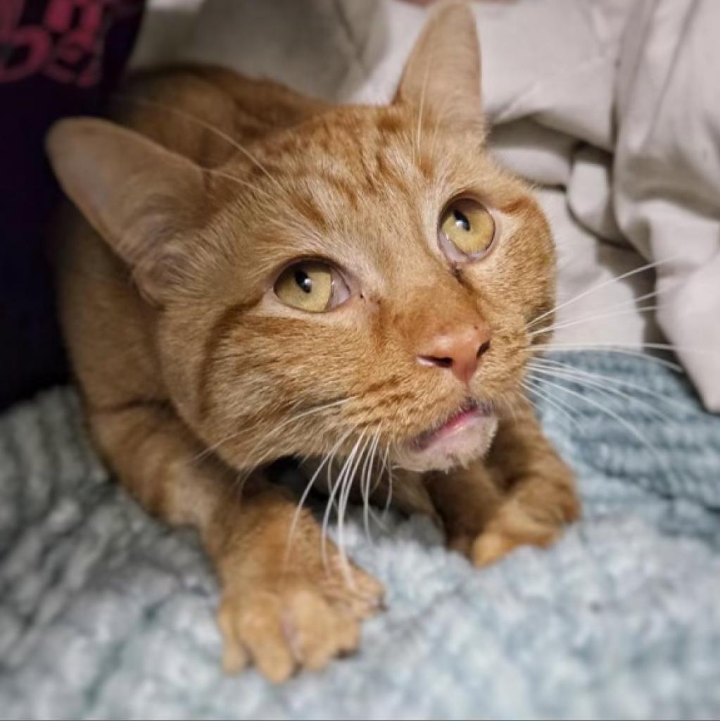 Torino, an adoptable Domestic Short Hair in Midland, TX, 79701 | Photo Image 2