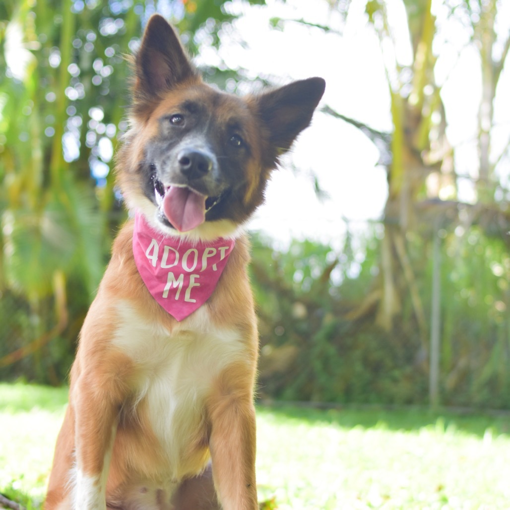 Lulu, an adoptable Mixed Breed in Kailua Kona, HI, 96740 | Photo Image 1