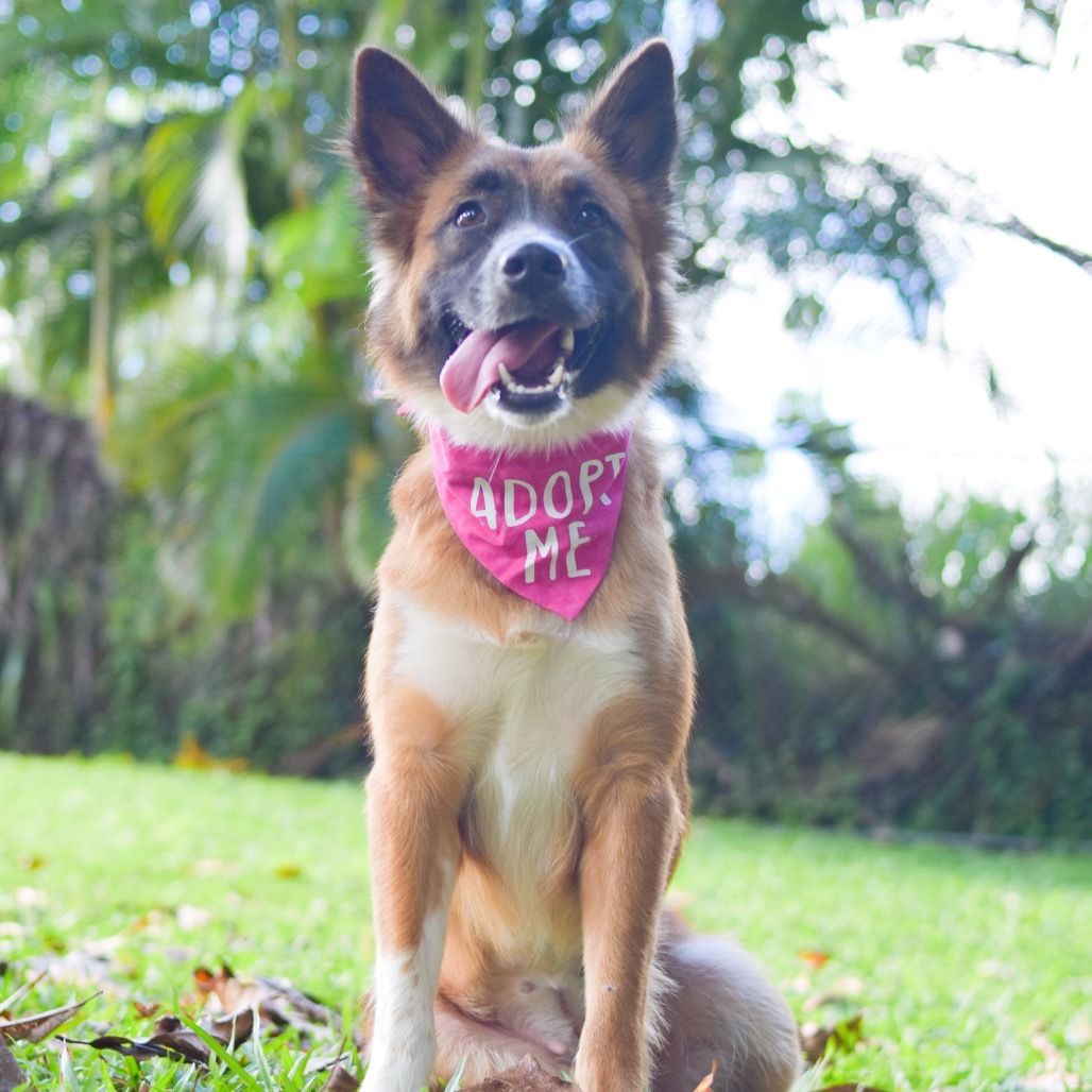 Lulu, an adoptable Mixed Breed in Kailua Kona, HI, 96740 | Photo Image 2