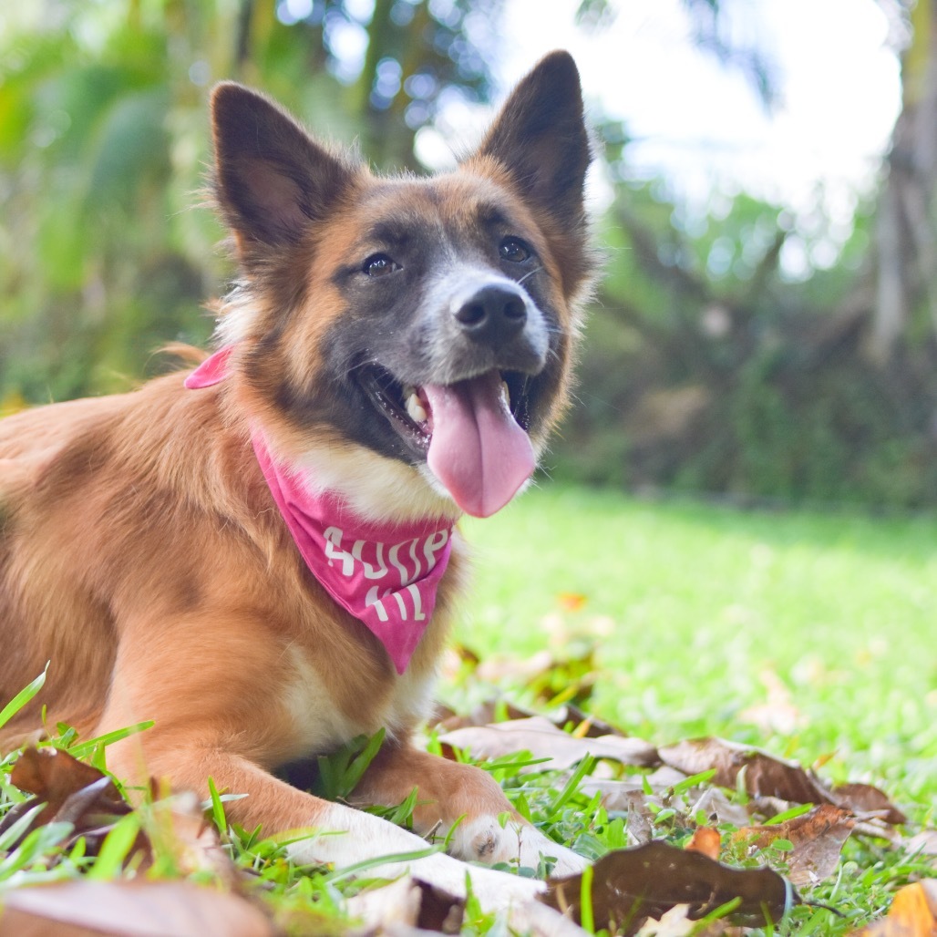 Lulu, an adoptable Mixed Breed in Kailua Kona, HI, 96740 | Photo Image 3