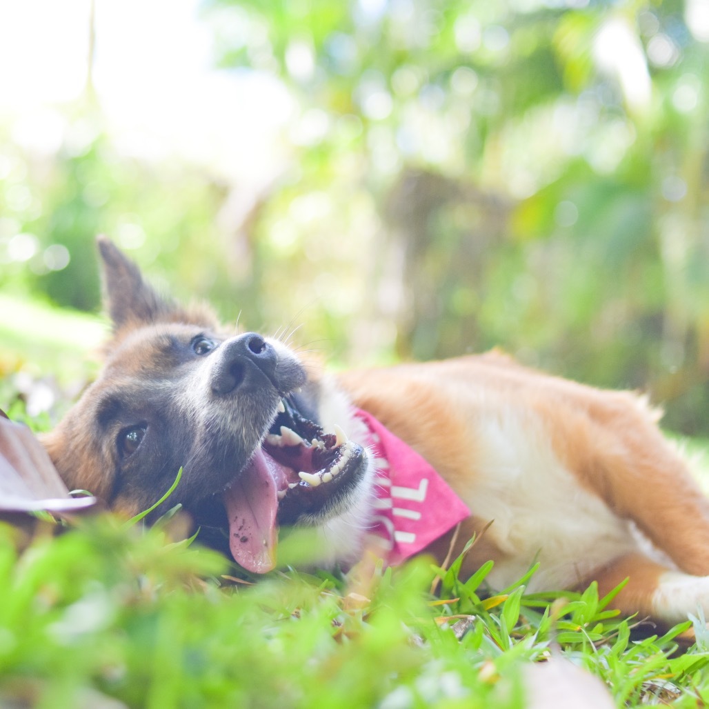 Lulu, an adoptable Mixed Breed in Kailua Kona, HI, 96740 | Photo Image 4