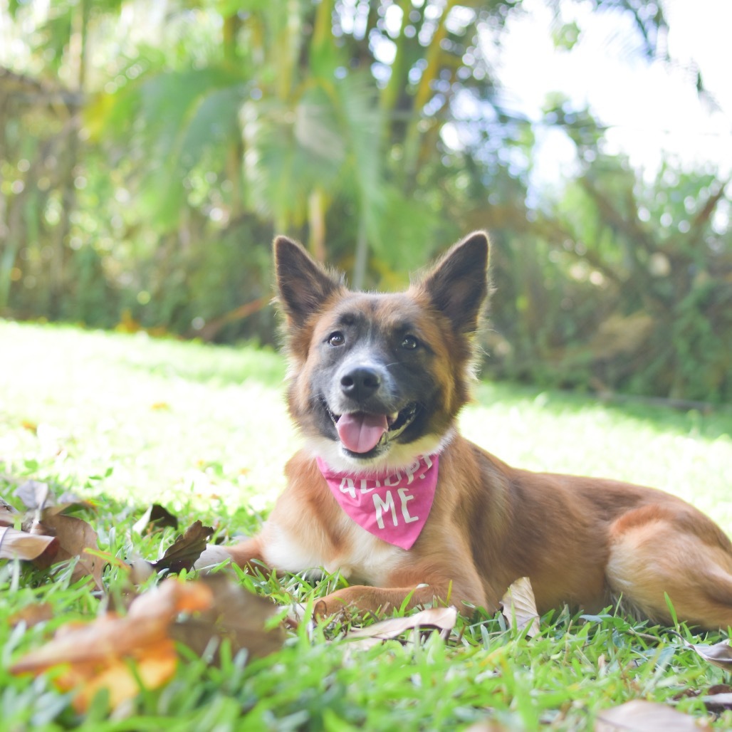 Lulu, an adoptable Mixed Breed in Kailua Kona, HI, 96740 | Photo Image 5