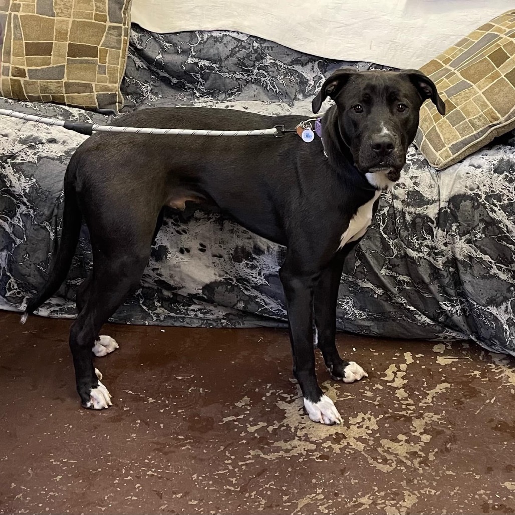 Beau, an adoptable Pit Bull Terrier, Great Dane in Baldwin, WI, 54002 | Photo Image 1