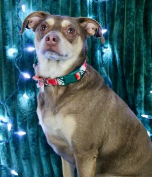 Copper is a sweet little nugget who is looking for an adult home or older respectful kids and he w