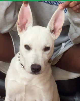 Apollo