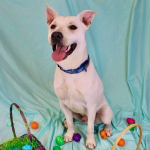 Apollo is a playful dog that loves attention and walks He loves watching TV especially with other d