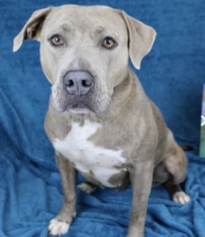 Violet is such a gentle soul Her foster mom describes Violet as a sweet and beautiful girl We know
