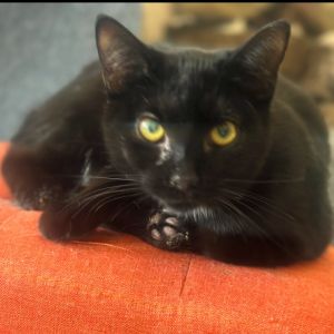 Ursula, Young Female Domestic Short Hair