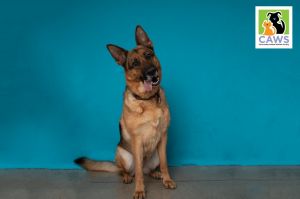 Gracie, Adult Female German Shepherd Dog