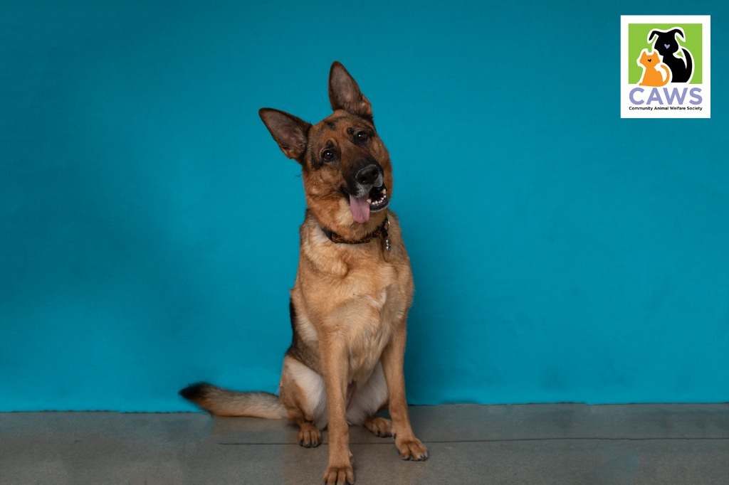 Gracie, an adoptable German Shepherd Dog in Salt Lake City, UT, 84117 | Photo Image 1