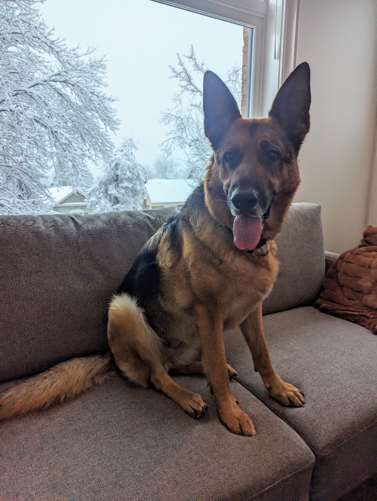 Gracie, an adoptable German Shepherd Dog in Salt Lake City, UT, 84117 | Photo Image 2
