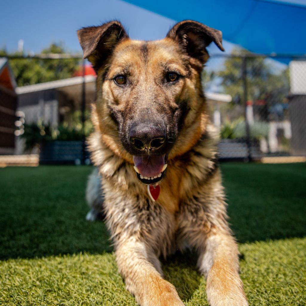 Panda A2057636