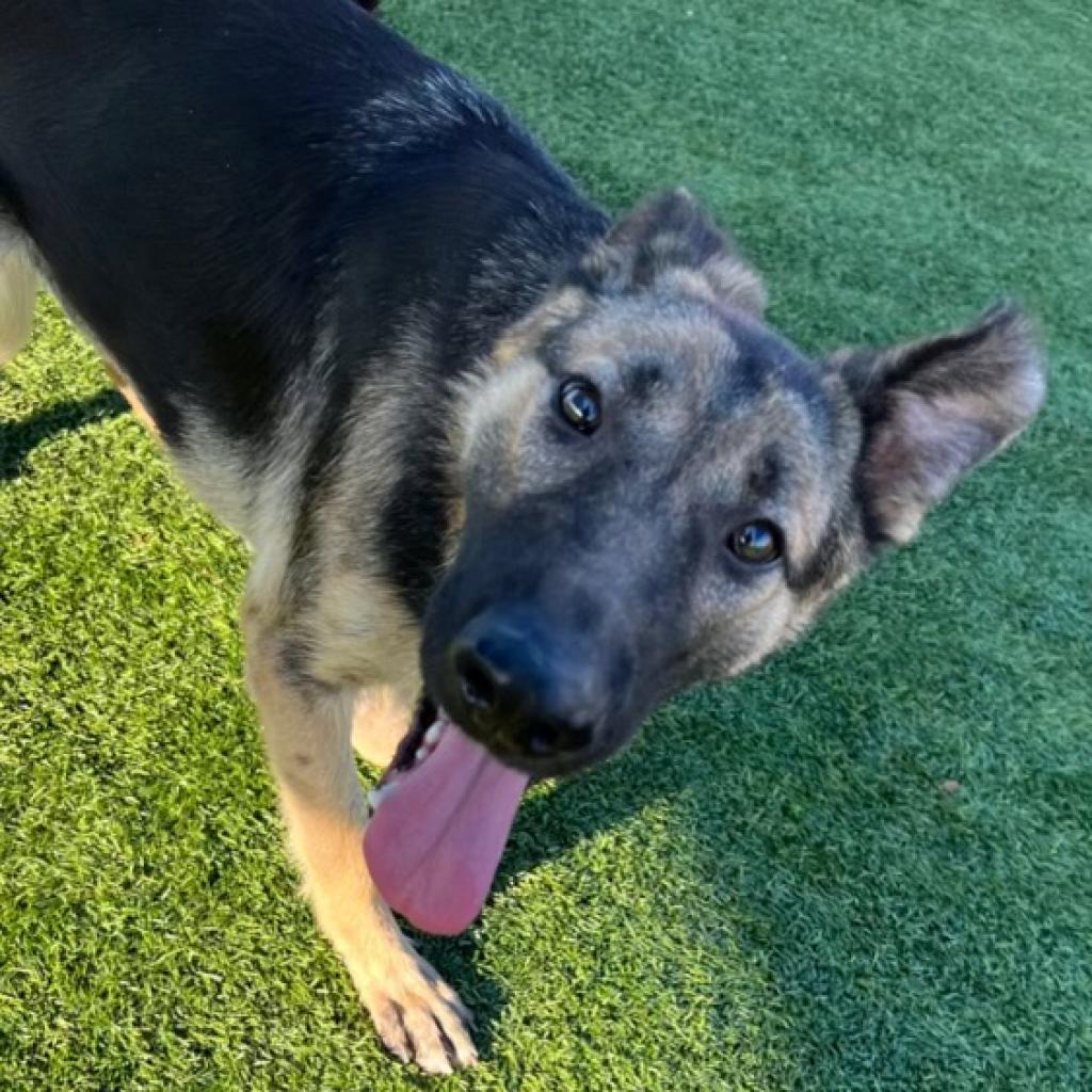 Panda A2057636