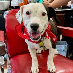 Black Jack American Staffordshire Terrier Dog