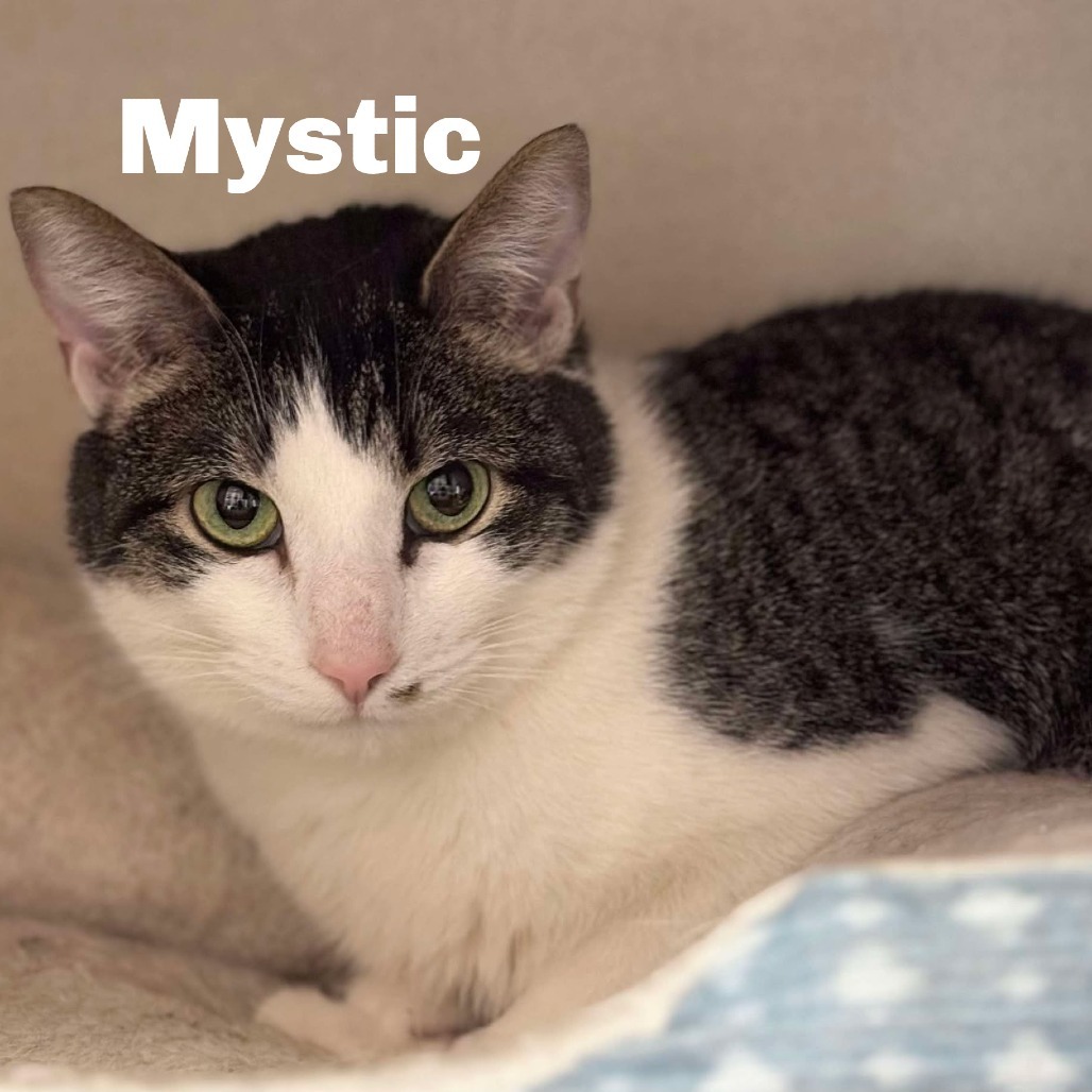 Mystic 250023, an adoptable Domestic Short Hair in Escanaba, MI, 49829 | Photo Image 1