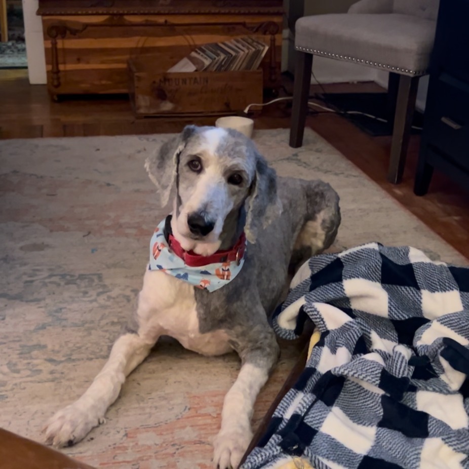 Dude, an adoptable Old English Sheepdog, Standard Poodle in Newton, IA, 50208 | Photo Image 1