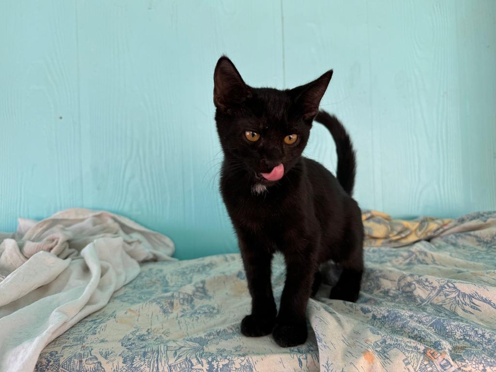 Hamish, an adoptable Domestic Short Hair in Pahrump, NV, 89048 | Photo Image 1