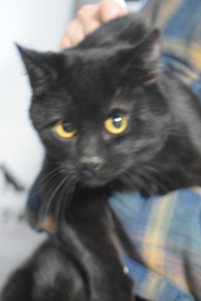 Hamish, an adoptable Domestic Short Hair in Pahrump, NV, 89048 | Photo Image 2