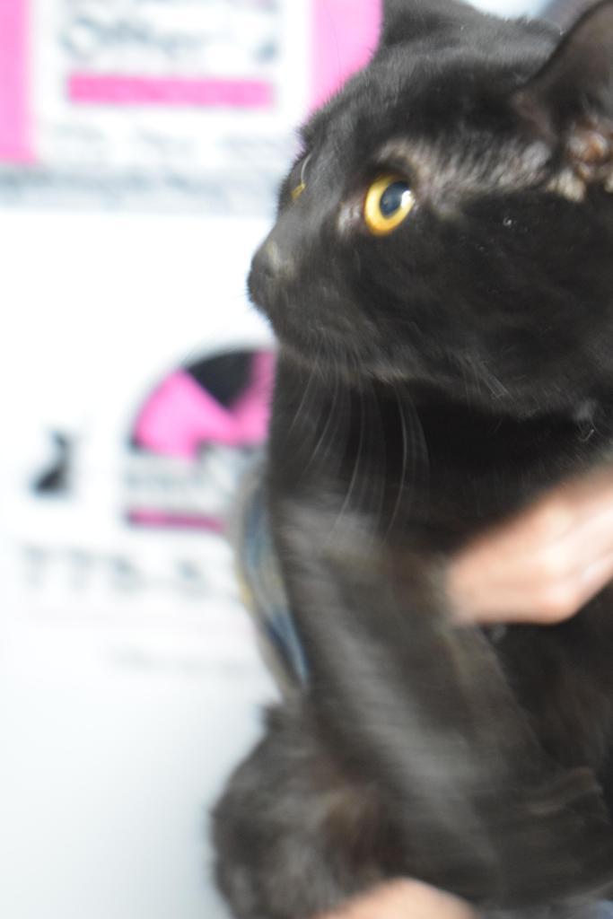 Hamish, an adoptable Domestic Short Hair in Pahrump, NV, 89048 | Photo Image 3
