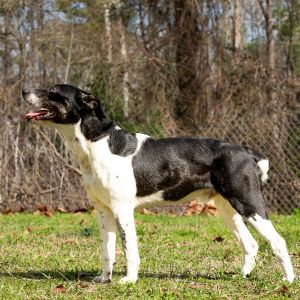 Rocky Balbone, Adult Male Pointer