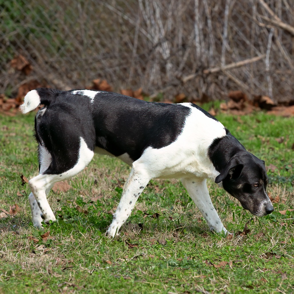 Rocky Balbone