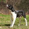 Rocky Balbone photo 4