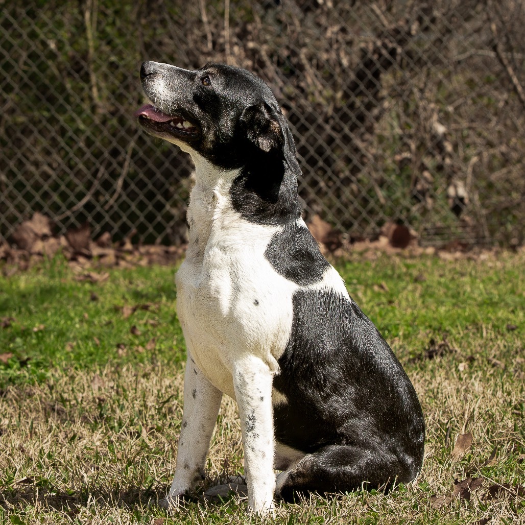 Rocky Balbone
