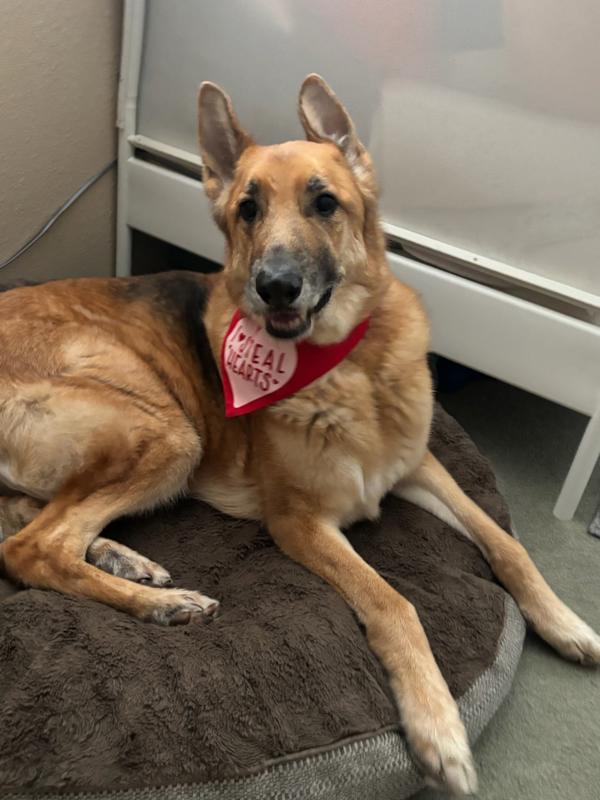 Tank, an adoptable German Shepherd Dog, Borzoi in Oceanside, CA, 92054 | Photo Image 1