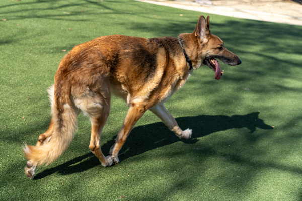 Tank, an adoptable German Shepherd Dog, Borzoi in Oceanside, CA, 92054 | Photo Image 2