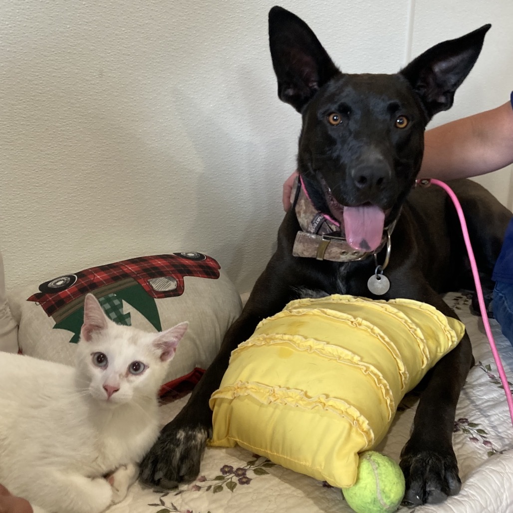 Teddy, an adoptable Mixed Breed in Cedaredge, CO, 81413 | Photo Image 1
