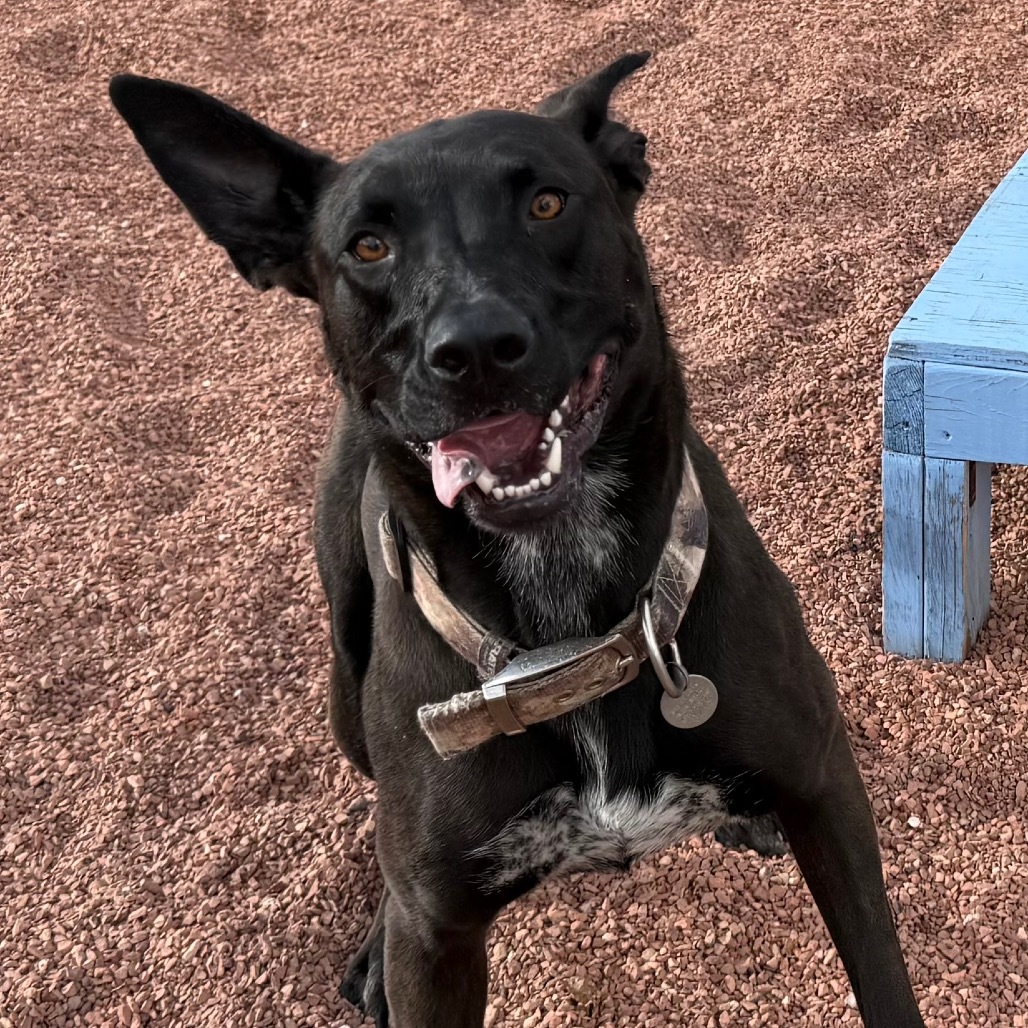 Teddy, an adoptable Mixed Breed in Cedaredge, CO, 81413 | Photo Image 1