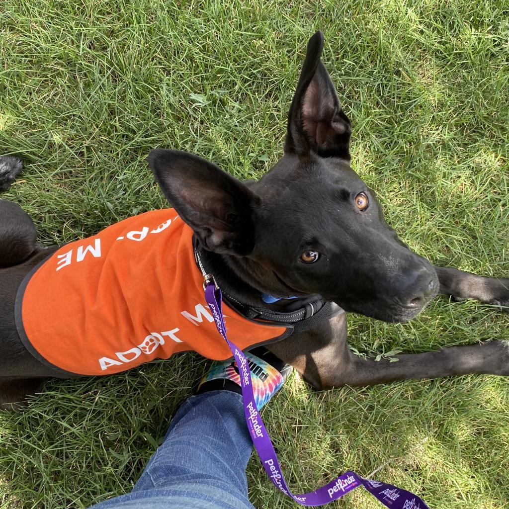 Teddy, an adoptable Mixed Breed in Cedaredge, CO, 81413 | Photo Image 3