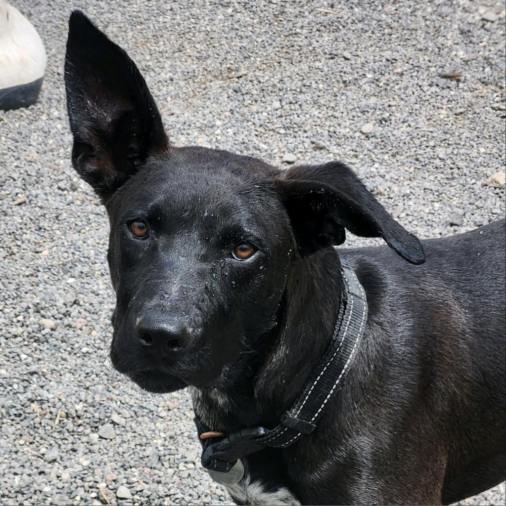 Teddy, an adoptable Mixed Breed in Cedaredge, CO, 81413 | Photo Image 4