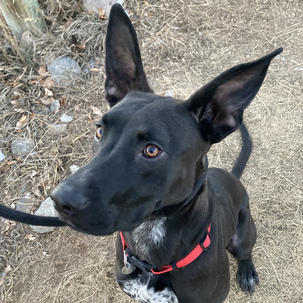 Teddy, an adoptable Mixed Breed in Cedaredge, CO, 81413 | Photo Image 5
