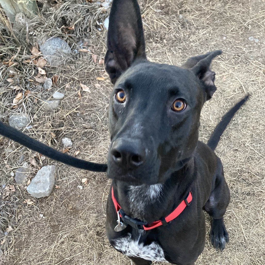 Teddy, an adoptable Mixed Breed in Cedaredge, CO, 81413 | Photo Image 6