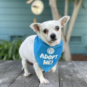 Dutchess, Senior Female Chihuahua
