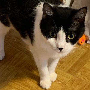 Cow Estep, Senior Female Domestic Short Hair