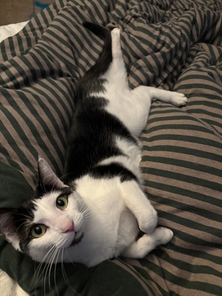 Tallulah
