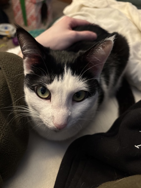 Tallulah