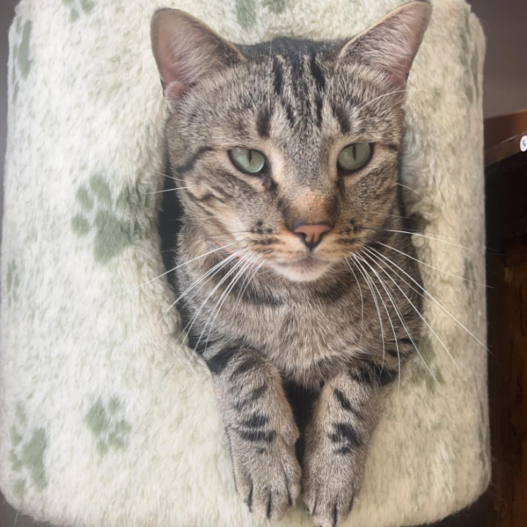 Beans, an adoptable Domestic Short Hair in Milford, IA, 51351 | Photo Image 1
