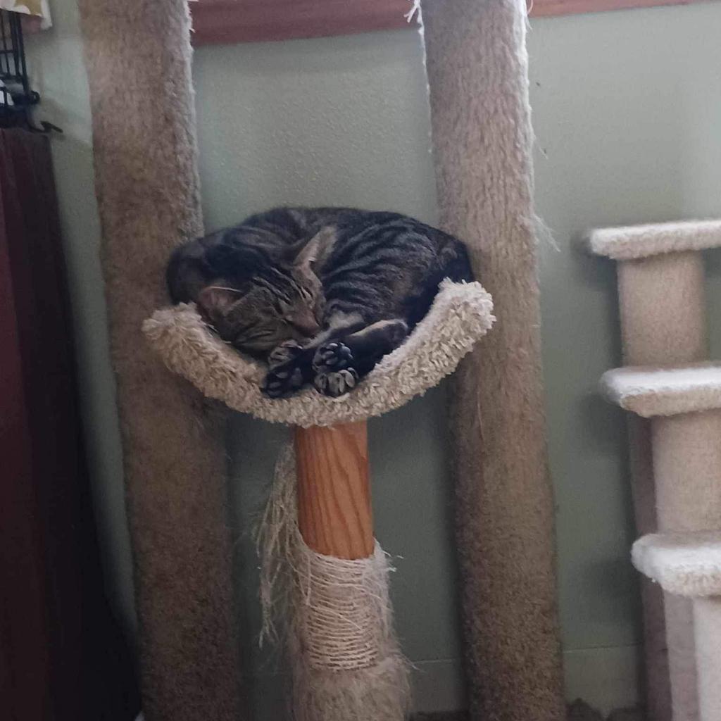 Beans, an adoptable Domestic Short Hair in Milford, IA, 51351 | Photo Image 2